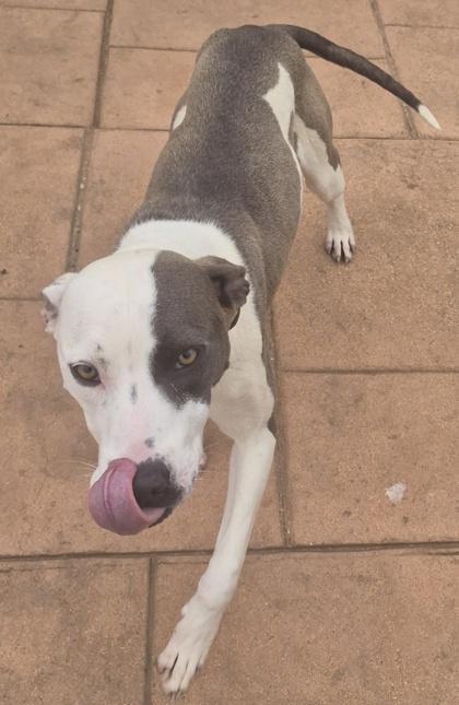 Enlarge Coco, a Adoptable mixed breed in Shreveport, LA image 1/3
