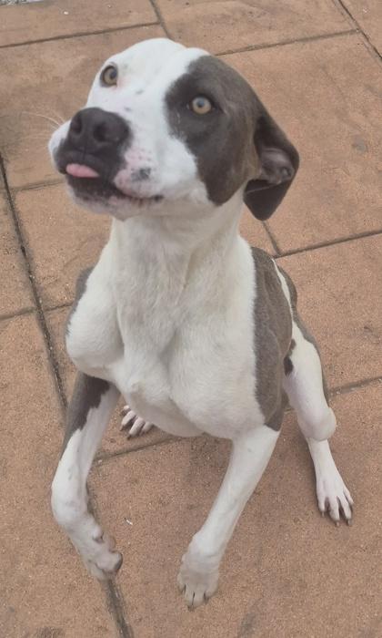 Enlarge Coco, a Adoptable mixed breed in Shreveport, LA image 2/3