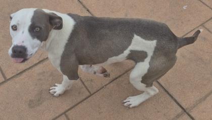 Enlarge Coco, a Adoptable mixed breed in Shreveport, LA image 3/3