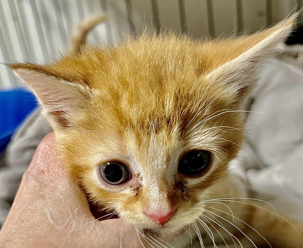Finn, Adoptable, Kitten Male Domestic Short Hair.