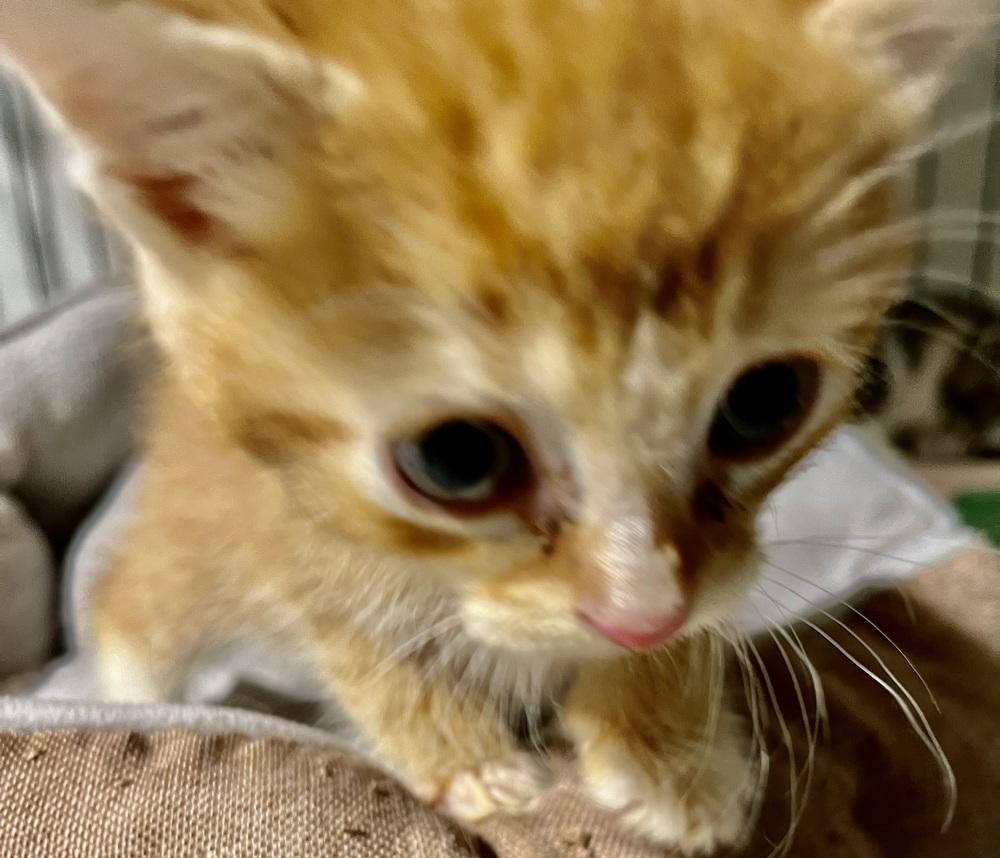 Enlarge Finn, a Adoptable Domestic Short Hair in Franklin, WV image 2/2