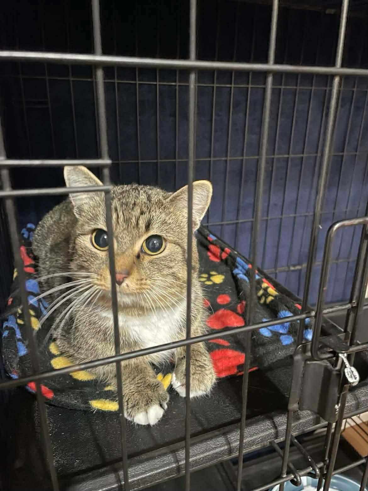 Enlarge Pineridge, a Adoptable Domestic Short Hair in Winnipeg, MB image 2/3