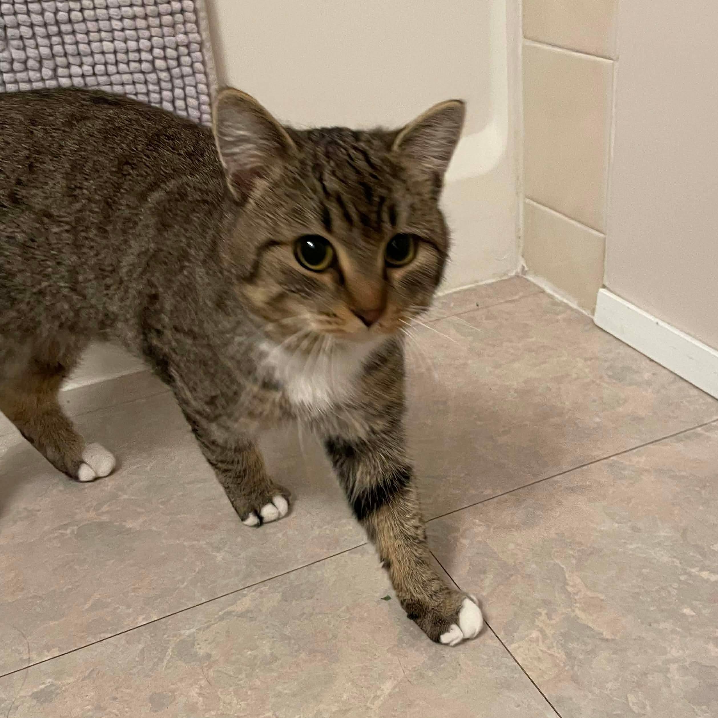 Enlarge Pineridge, a Adoptable Domestic Short Hair in Winnipeg, MB image 1/3