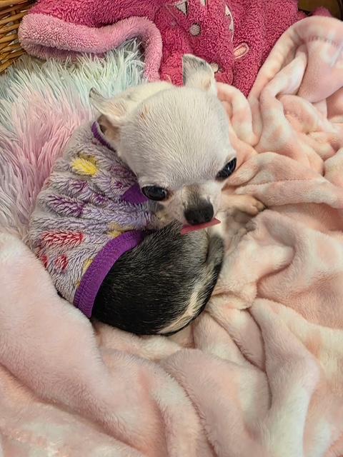 CHINA (Only 2 Pounds), an adopted Chihuahua in Wyandotte, MI image 2/3
