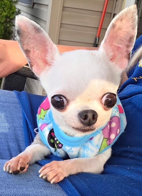 CHINA (Only 2 Pounds), an adopted Chihuahua in Wyandotte, MI image 3/3