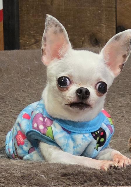 CHINA (Only 2 Pounds), adopted, Senior Female Chihuahua.