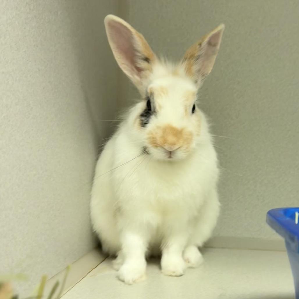 Toast Pirate, Adoptable, Young Male Bunny Rabbit.