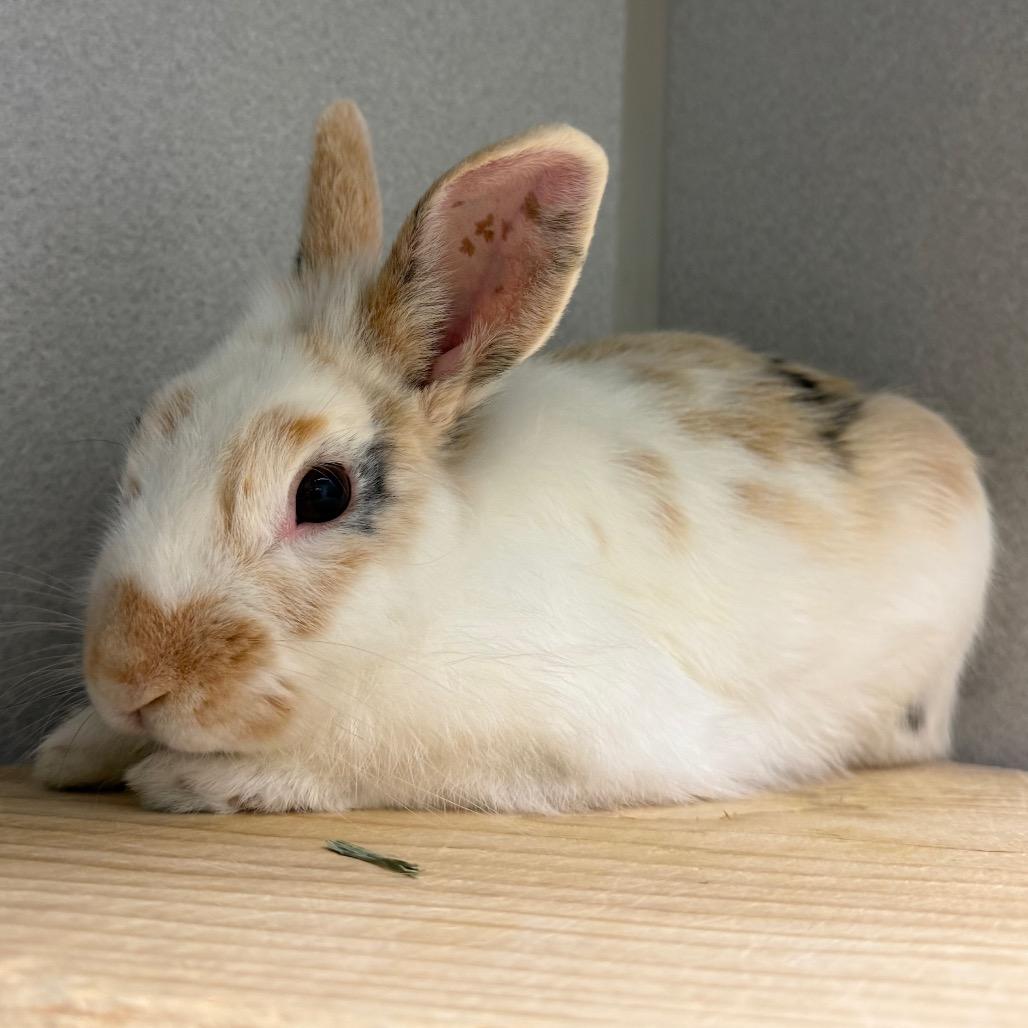 Enlarge Toast Pirate, a Adoptable Bunny Rabbit in Pittsburgh, PA image 2/6