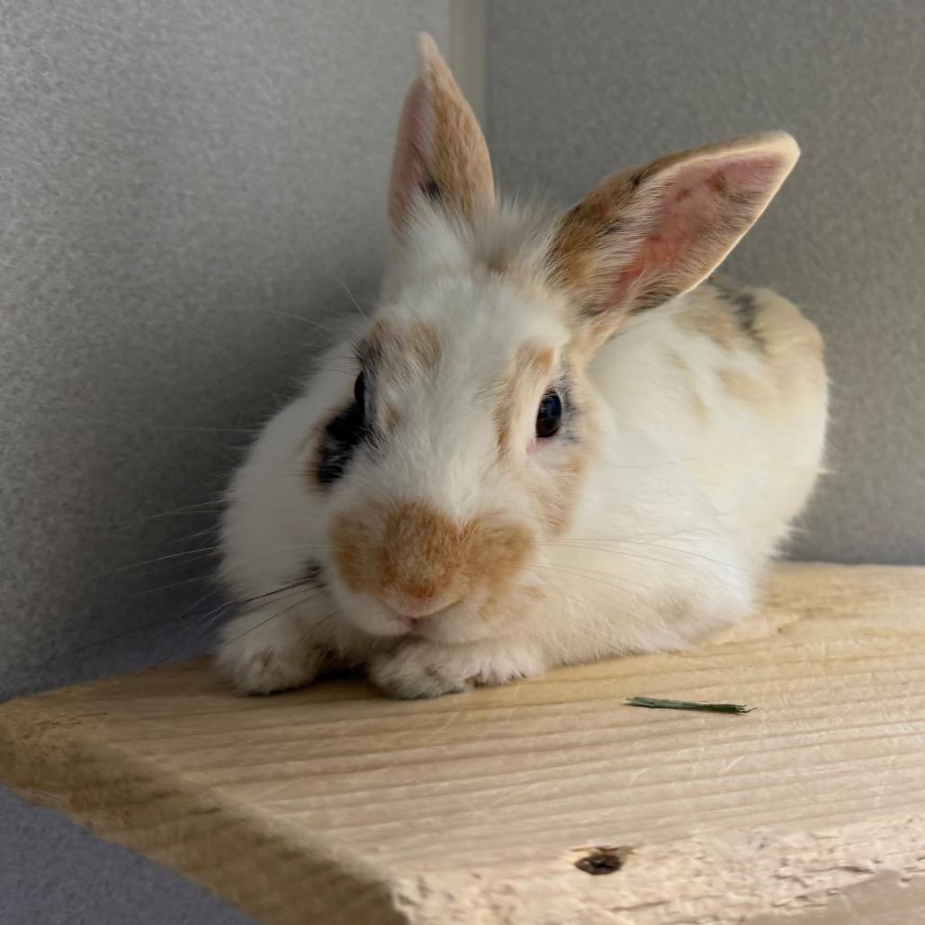 Enlarge Toast Pirate, a Adoptable Bunny Rabbit in Pittsburgh, PA image 3/6