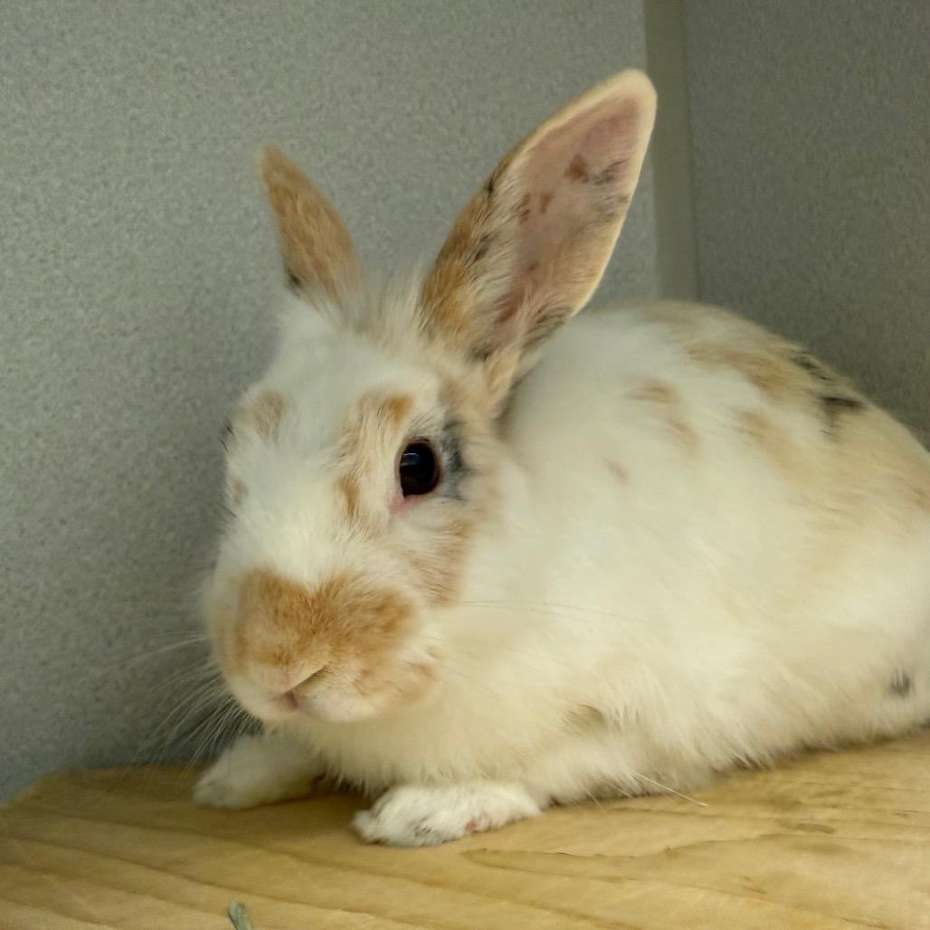Enlarge Toast Pirate, a Adoptable Bunny Rabbit in Pittsburgh, PA image 4/6