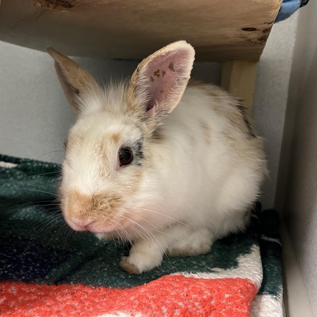 Enlarge Toast Pirate, a Adoptable Bunny Rabbit in Pittsburgh, PA image 5/6