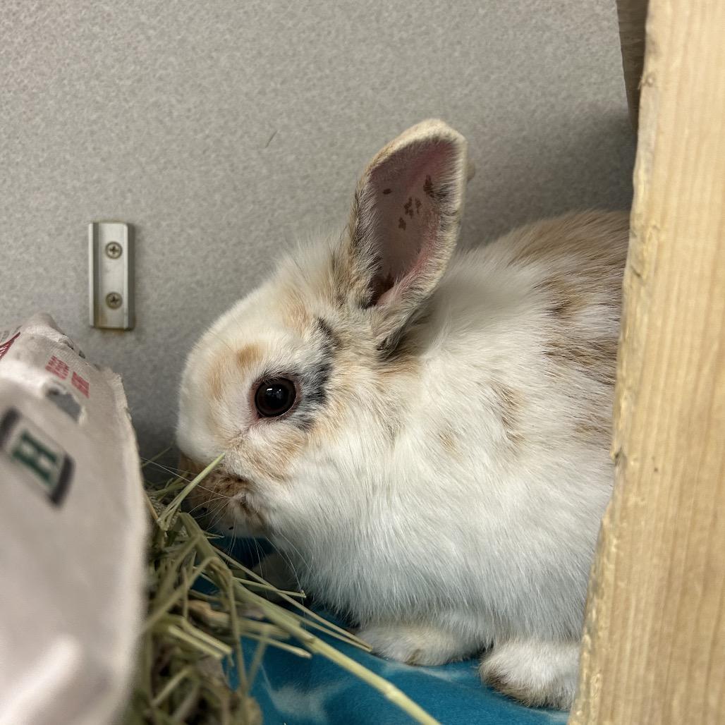 Enlarge Toast Pirate, a Adoptable Bunny Rabbit in Pittsburgh, PA image 6/6