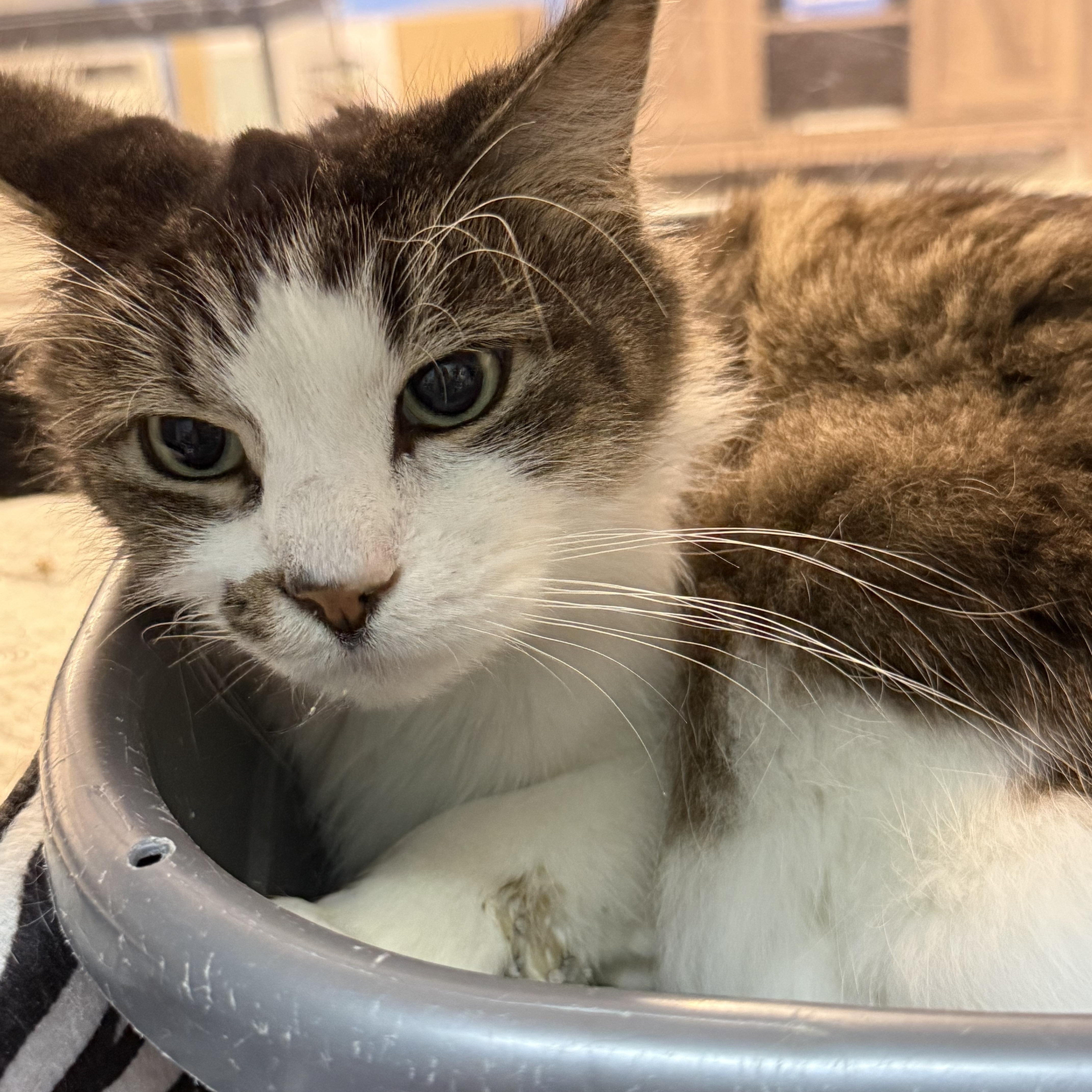 Enlarge Mr. Sunday, a ADOPTABLE Domestic Short Hair in Worcester, MA image 4/5