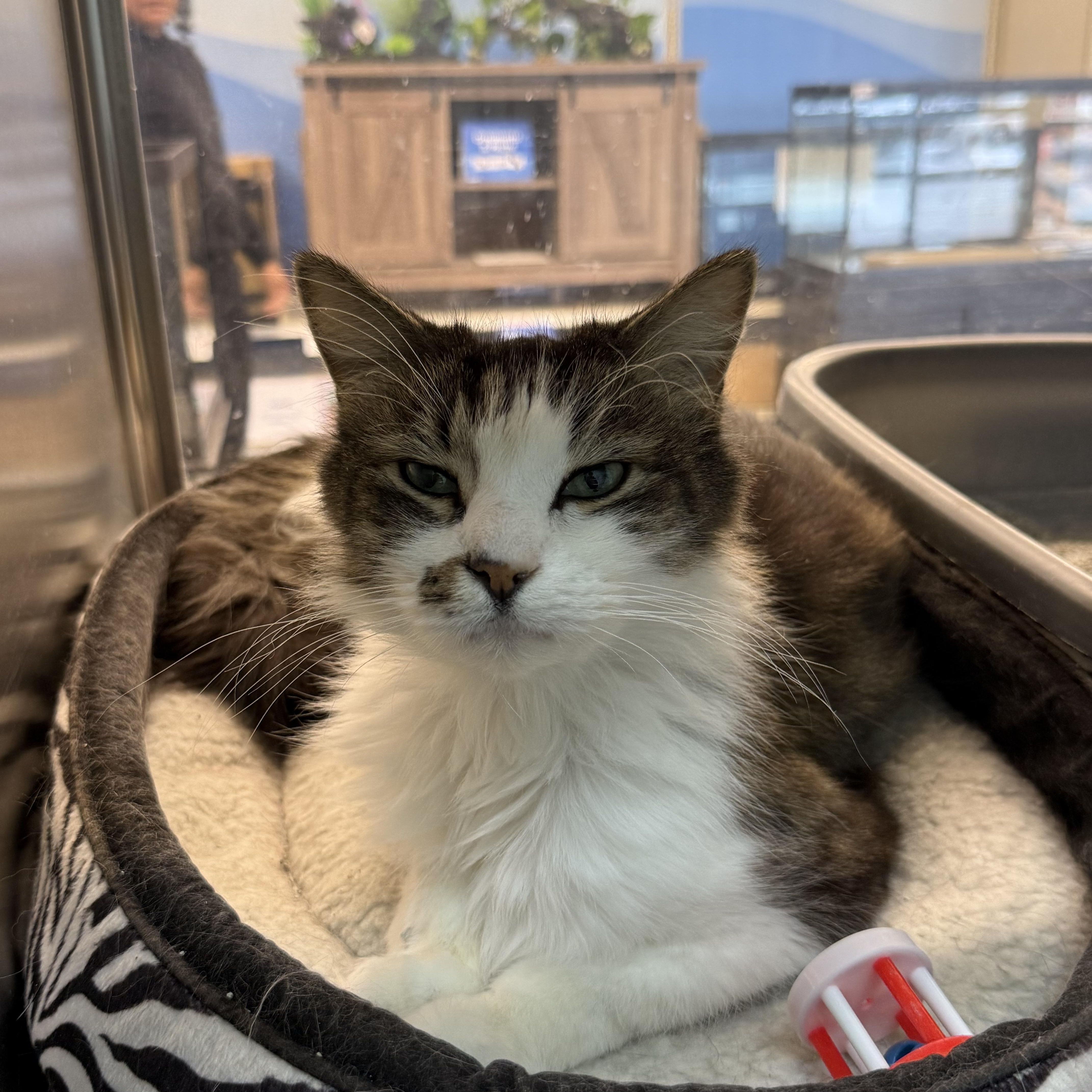 Enlarge Mr. Sunday, a ADOPTABLE Domestic Short Hair in Worcester, MA image 1/5