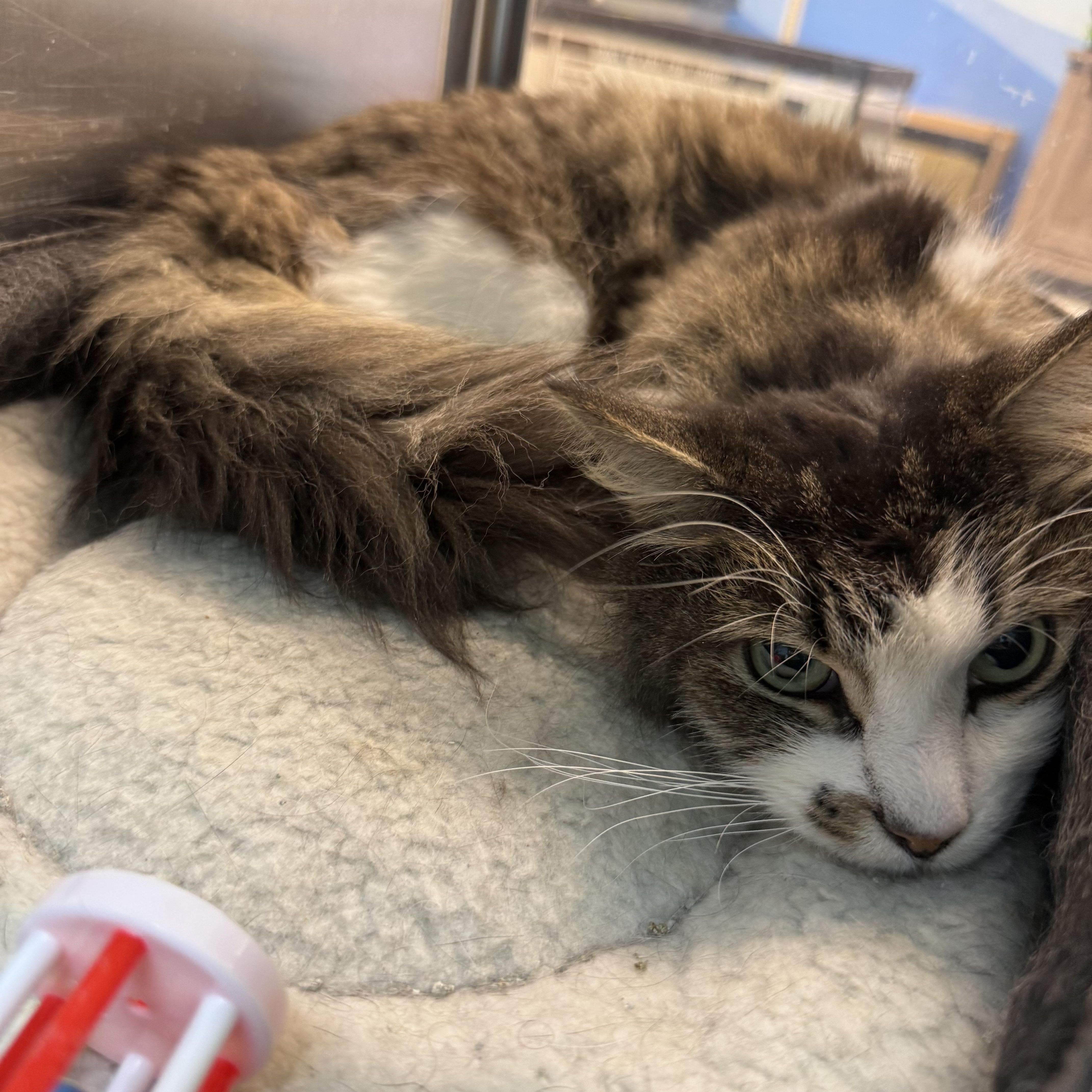 Enlarge Mr. Sunday, a ADOPTABLE Domestic Short Hair in Worcester, MA image 2/5