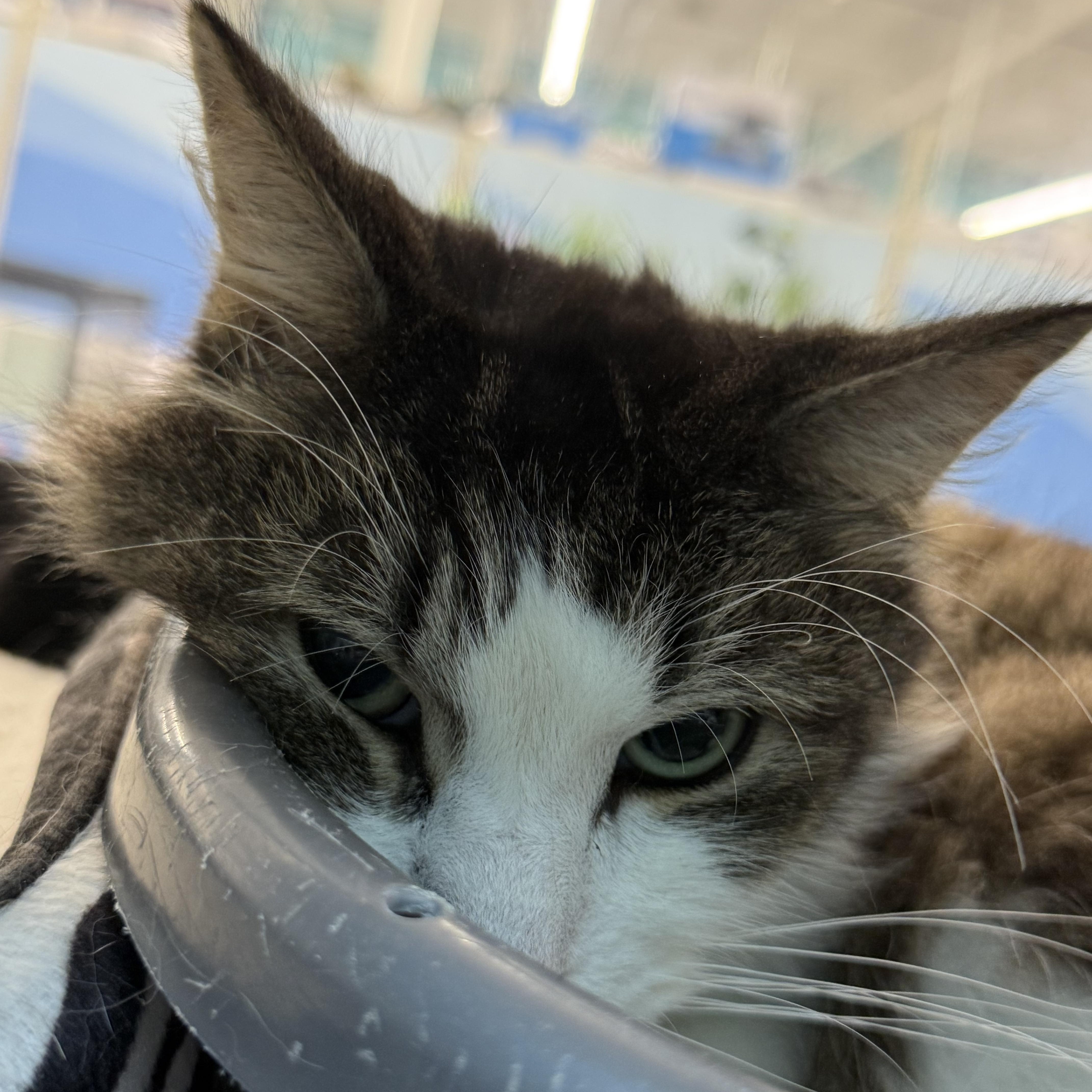 Enlarge Mr. Sunday, a ADOPTABLE Domestic Short Hair in Worcester, MA image 3/5