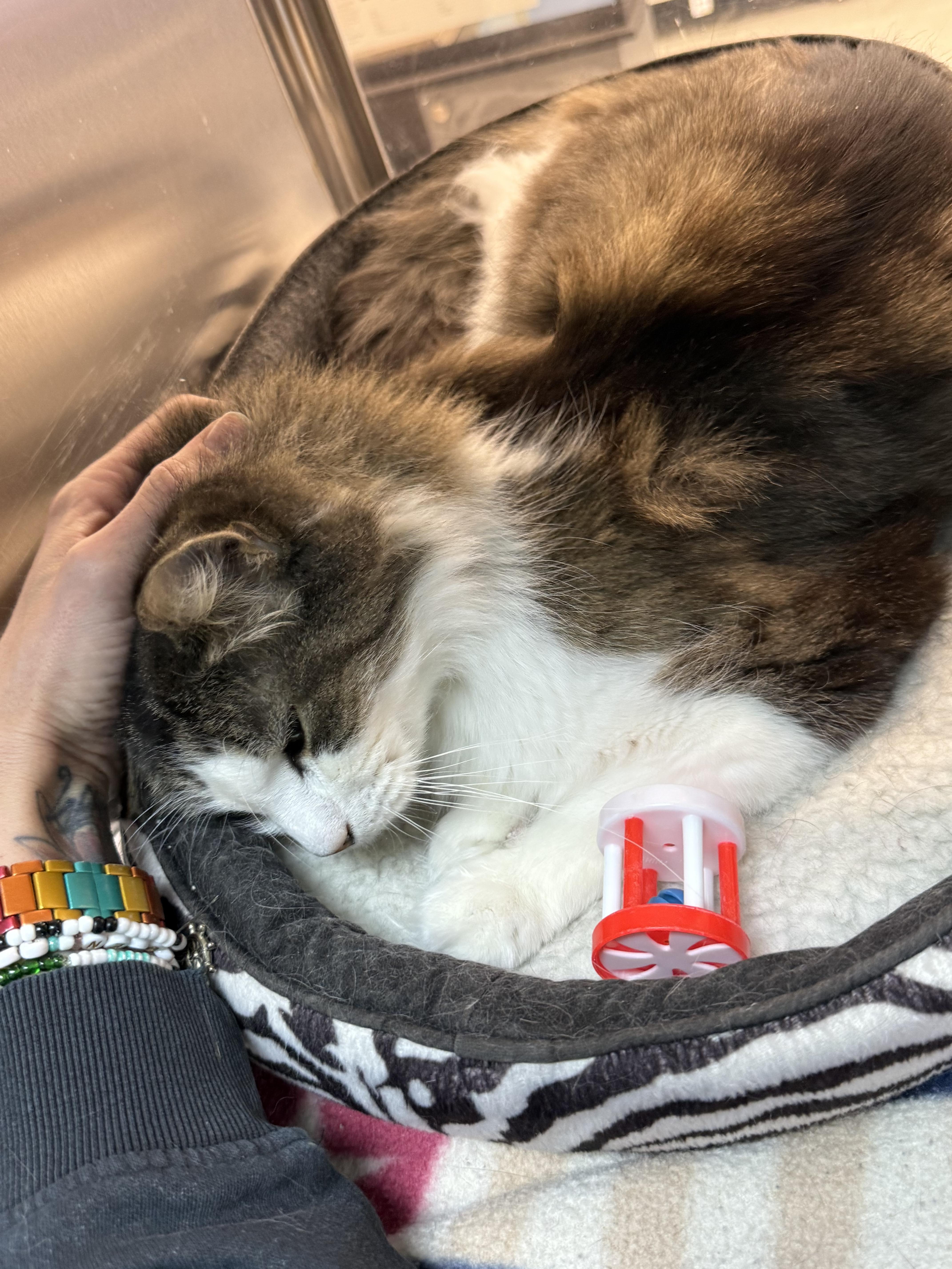 Enlarge Mr. Sunday, a ADOPTABLE Domestic Short Hair in Worcester, MA image 5/5