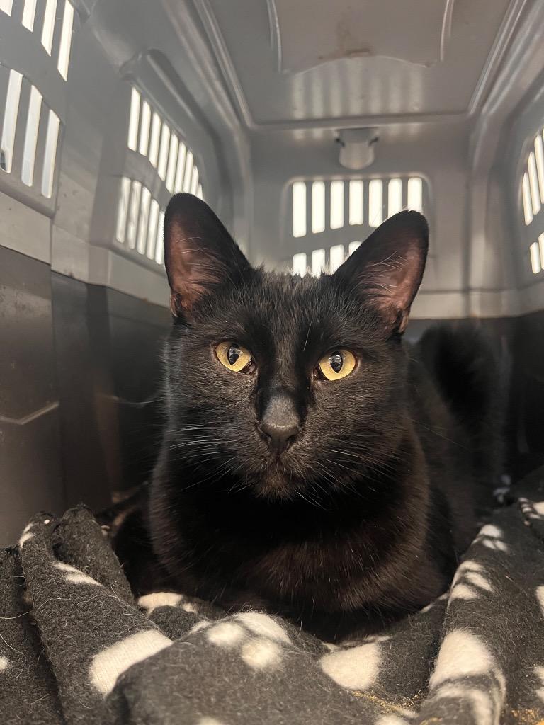 Chadwick, Adoptable, Adult Male Domestic Short Hair.