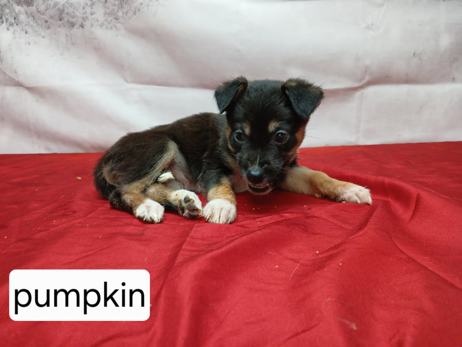 Enlarge Pumpkin (Collie Shep), a ADOPTABLE mixed breed in Urbana, OH image 1/1