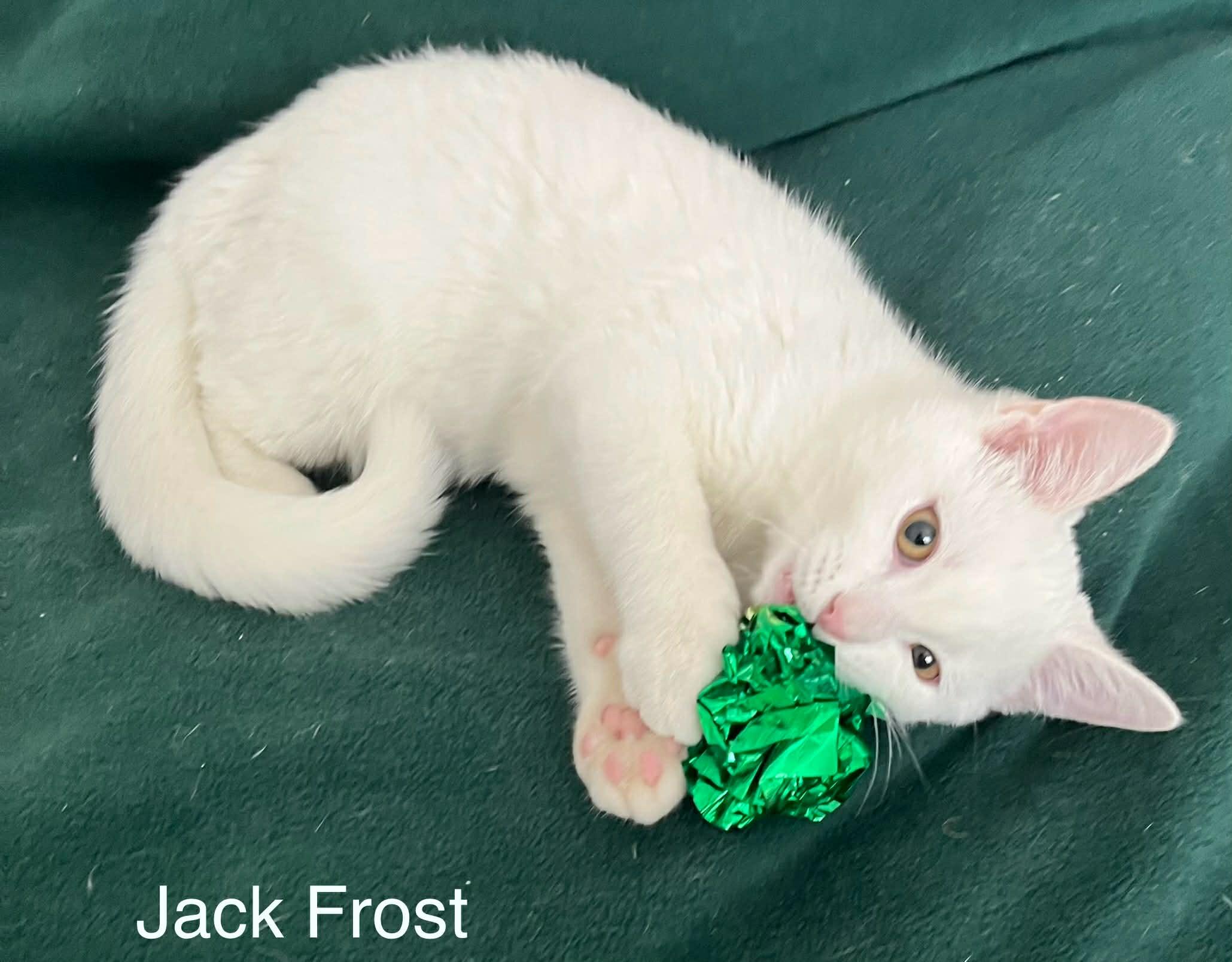 Enlarge Jack Frost ~ Adopted 2/28/26, an adopted Domestic Short Hair in Livonia, MI image 3/5