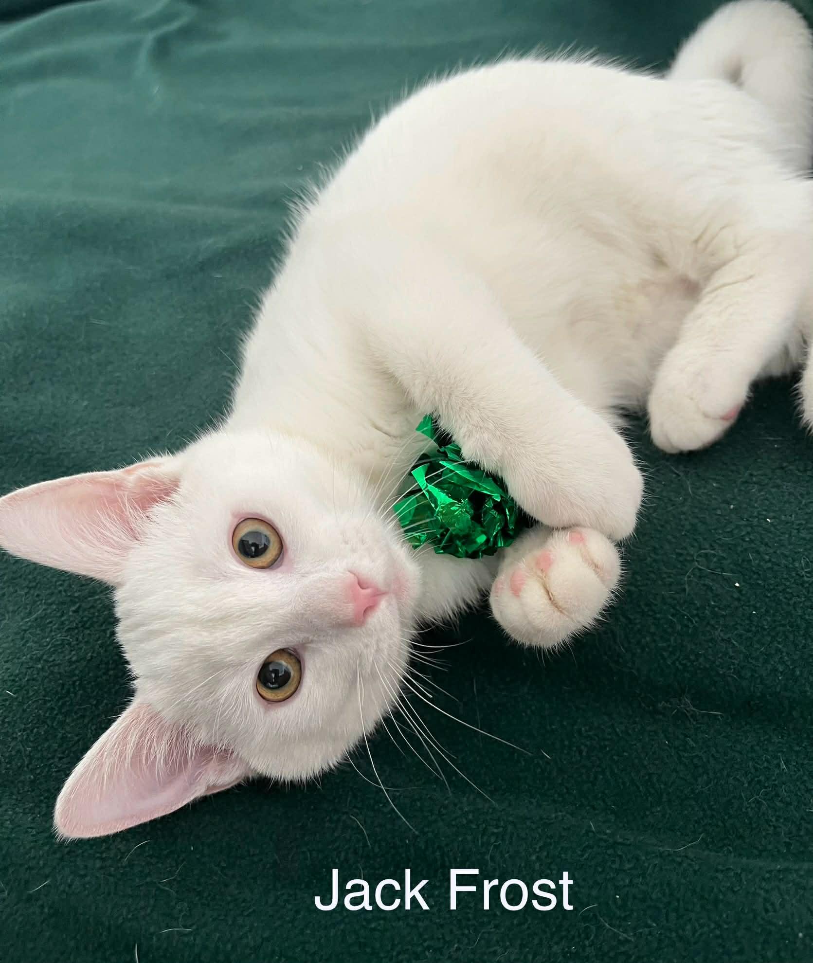 Jack Frost ~ Adopted 2/28/26, adopted, Kitten Male Domestic Short Hair.