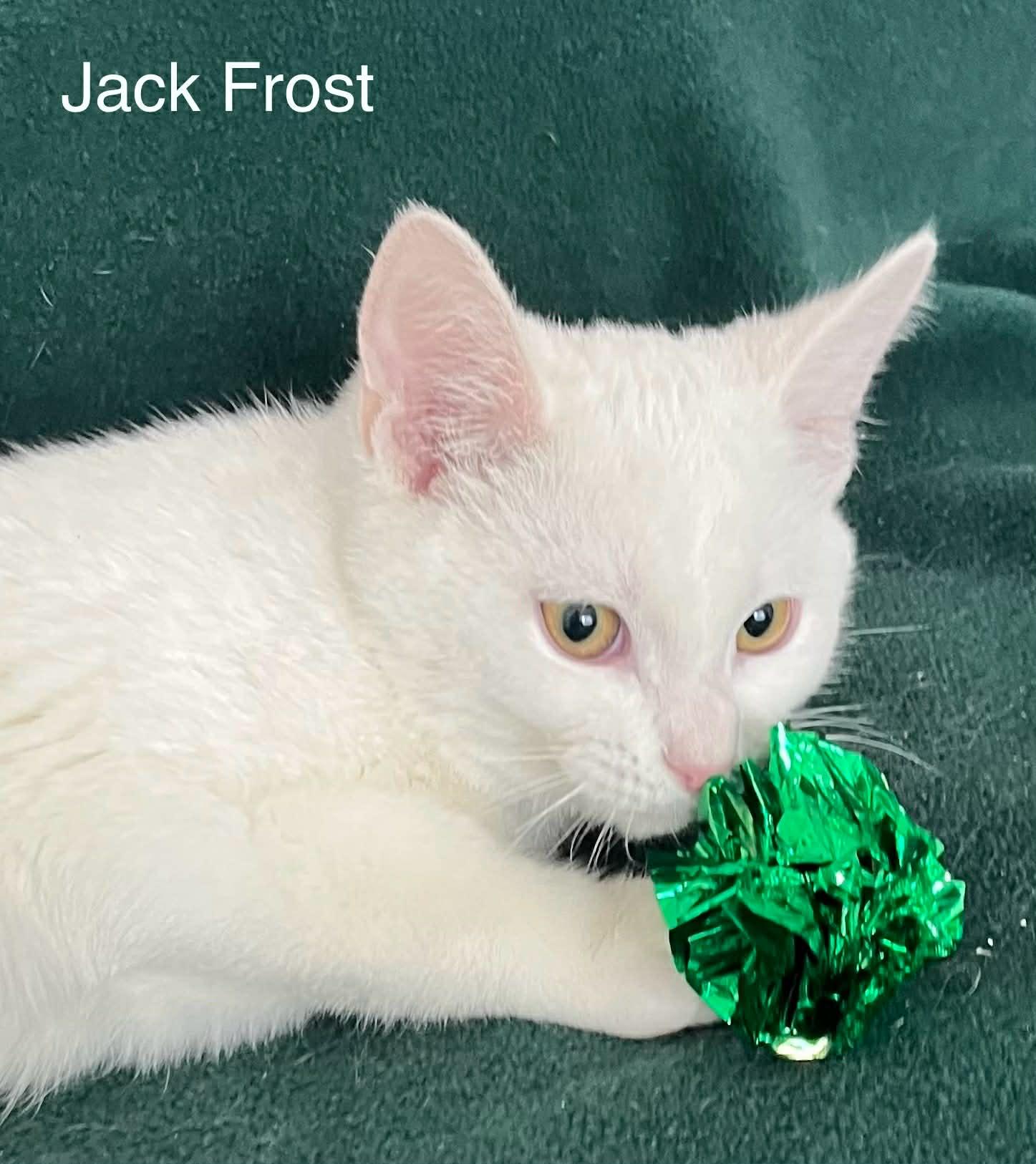 Enlarge Jack Frost ~ Adopted 2/28/26, an adopted Domestic Short Hair in Livonia, MI image 2/5