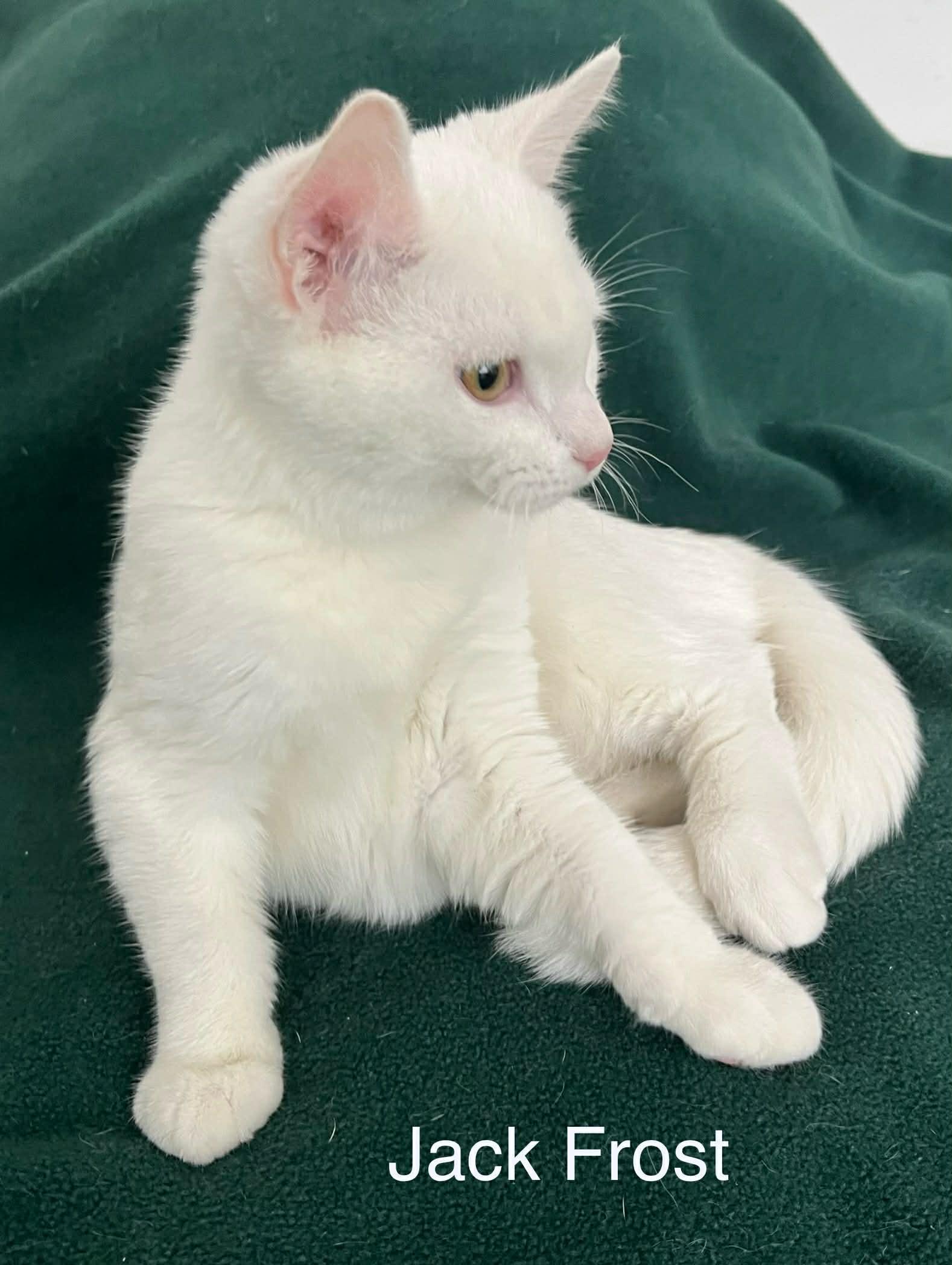 Enlarge Jack Frost ~ Adopted 2/28/26, an adopted Domestic Short Hair in Livonia, MI image 4/5
