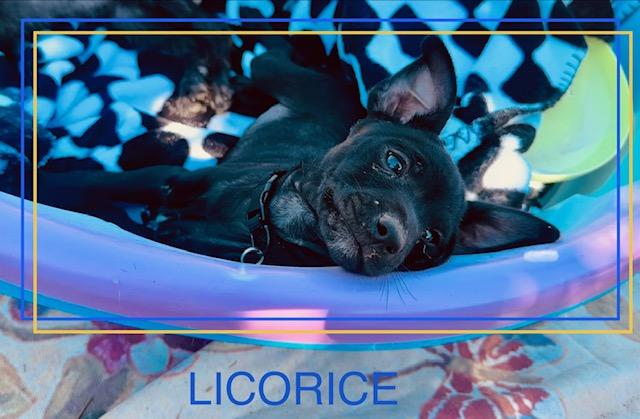 Licorice, a Adoptable mixed breed in Tempe, AZ image 1/2