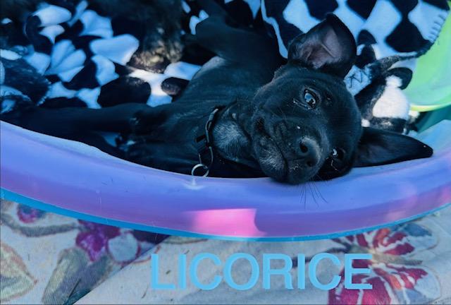 Licorice, a Adoptable mixed breed in Tempe, AZ image 2/2