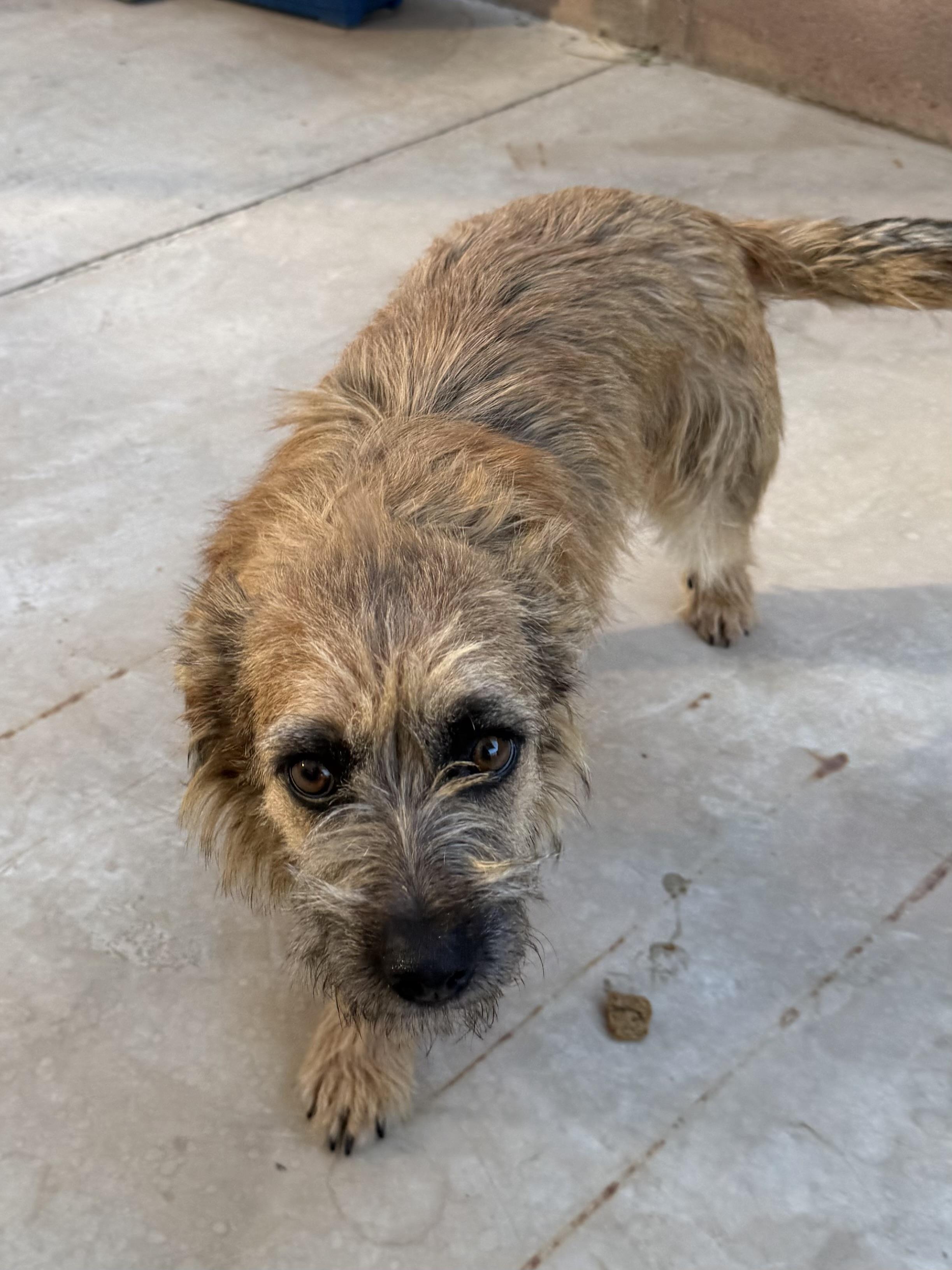 Enlarge Sara, a ADOPTABLE mixed breed in Boulder City, NV image 3/5