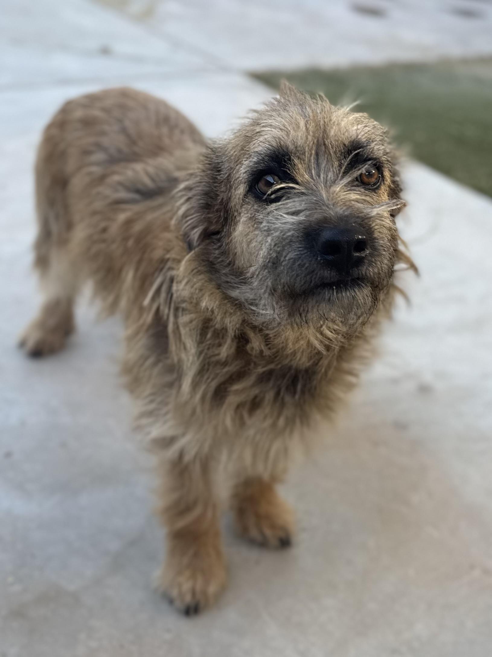 Enlarge Sara, a ADOPTABLE mixed breed in Boulder City, NV image 1/5