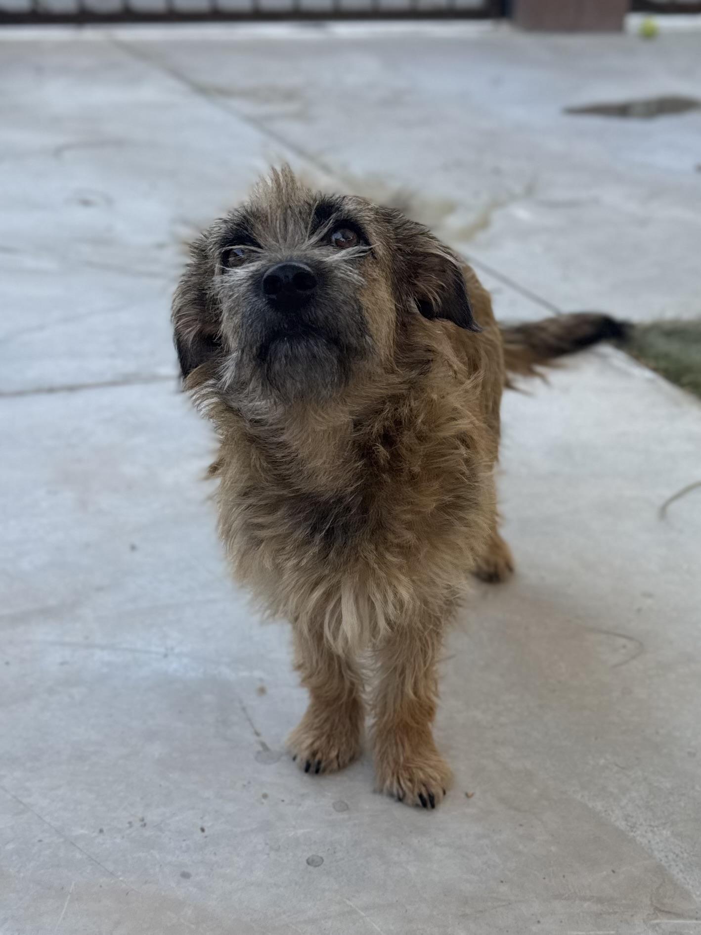Enlarge Sara, a ADOPTABLE mixed breed in Boulder City, NV image 2/5