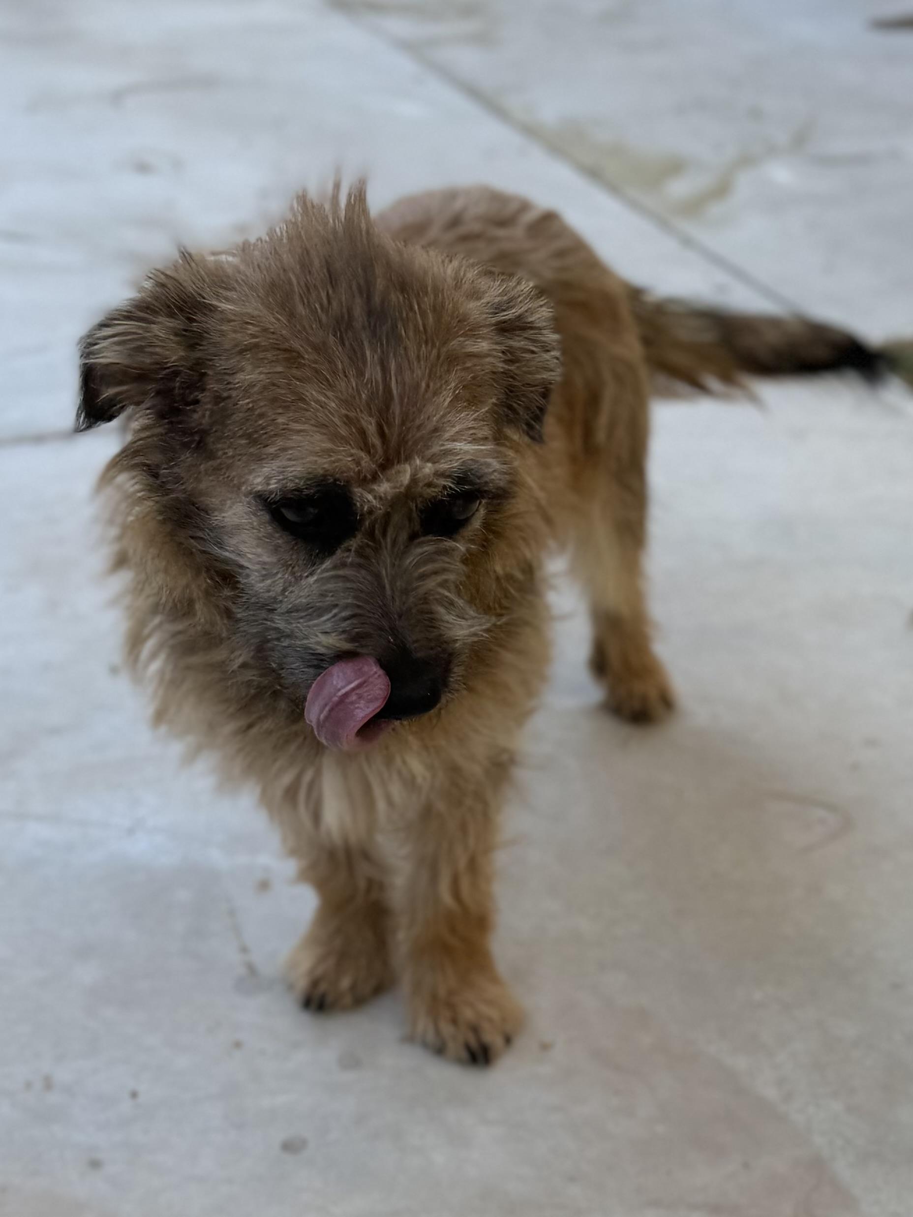 Enlarge Sara, a ADOPTABLE mixed breed in Boulder City, NV image 4/5