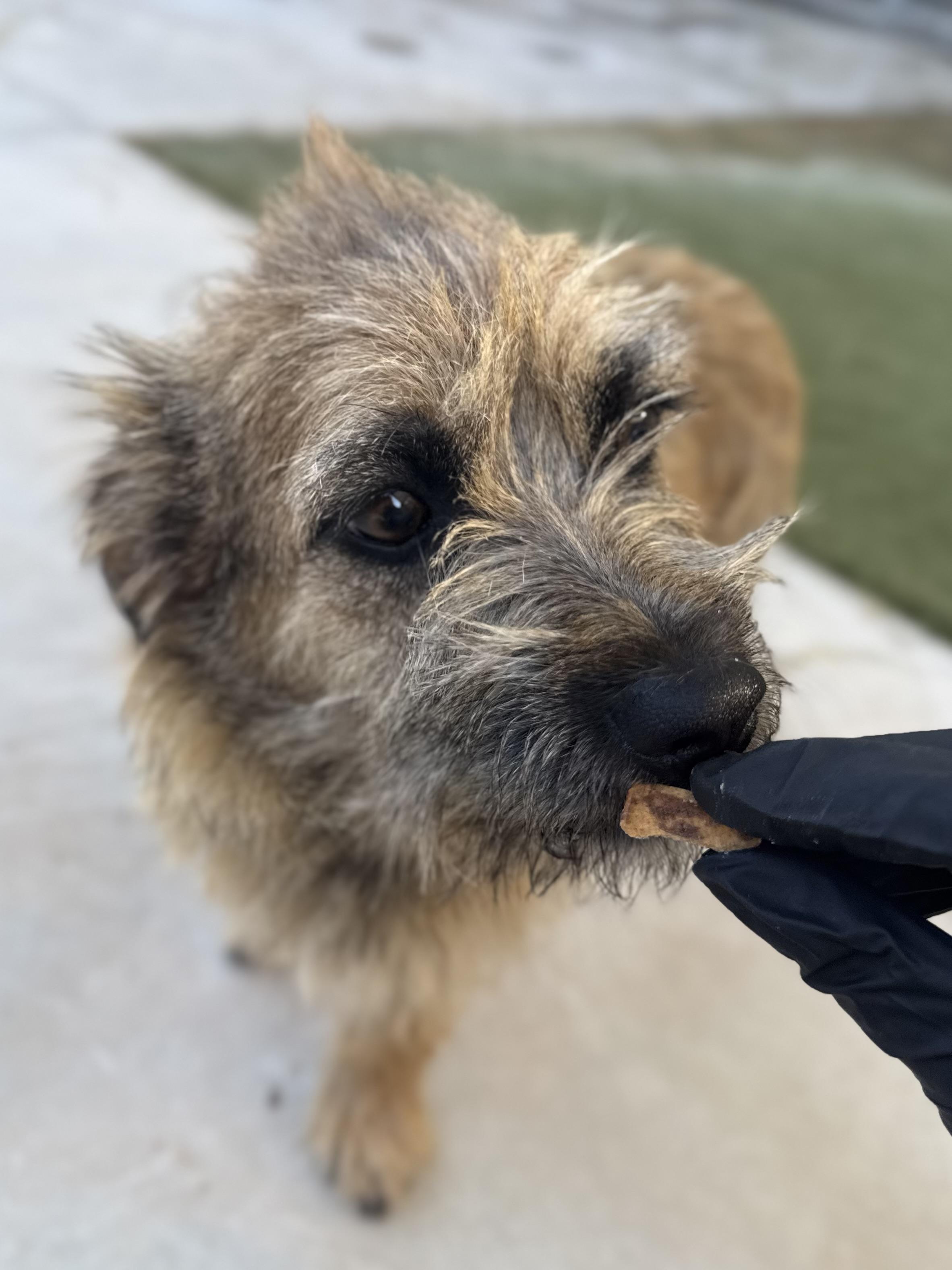 Enlarge Sara, a ADOPTABLE mixed breed in Boulder City, NV image 5/5