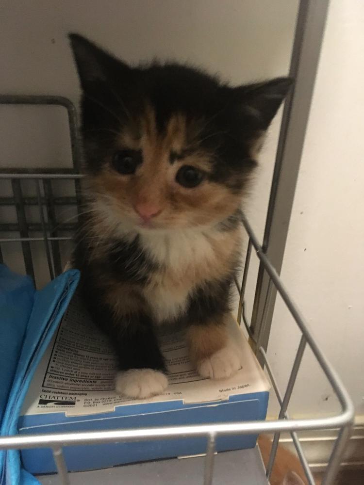 Lucille, Adopted, Kitten Female Domestic Short Hair.