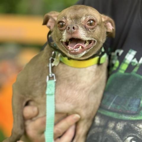 Mocha, Adoptable, Adult Male Chihuahua & Miniature Pinscher.