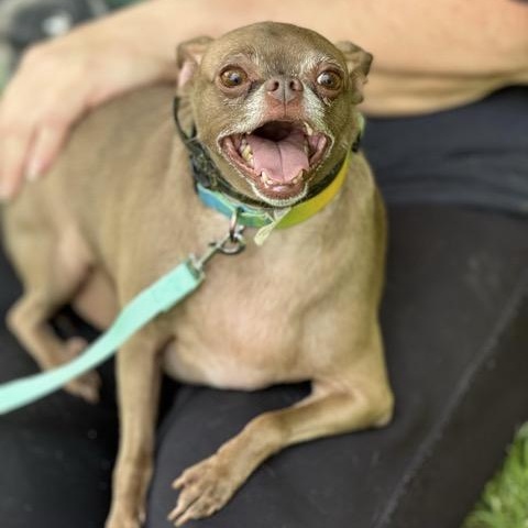 Enlarge Mocha, a Adoptable mixed breed in Sparta, NJ image 3/6