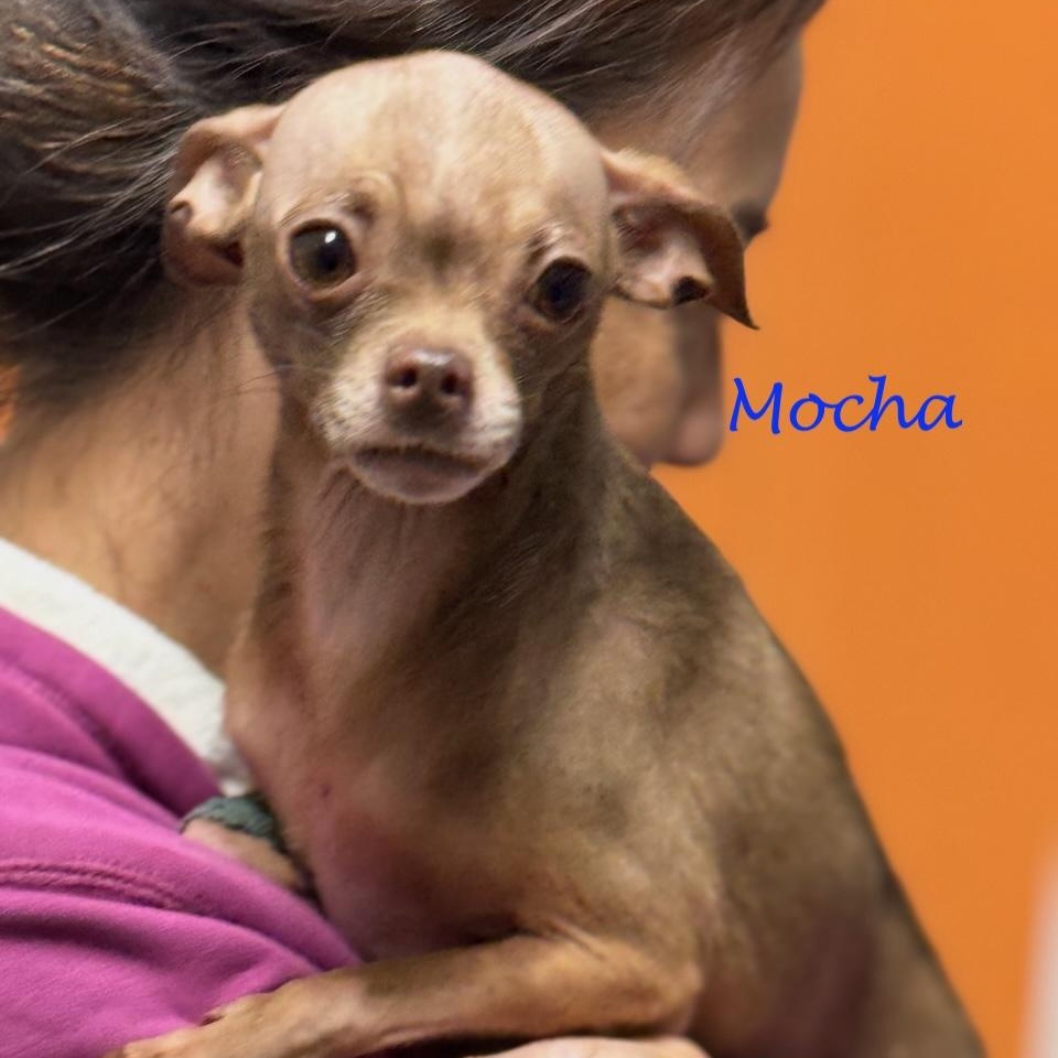 Enlarge Mocha, a Adoptable mixed breed in Sparta, NJ image 5/6
