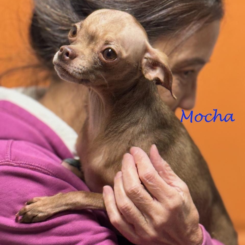 Mocha