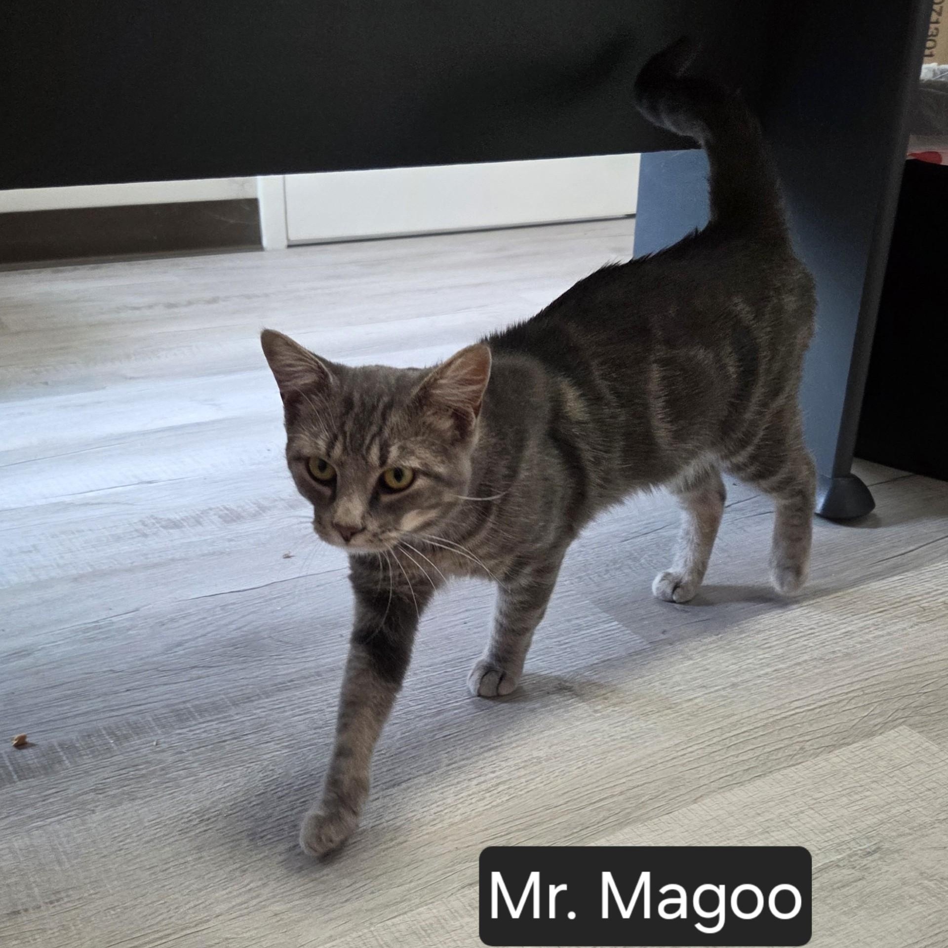 Mr. Magoo, adopted, Adult Male Domestic Short Hair.