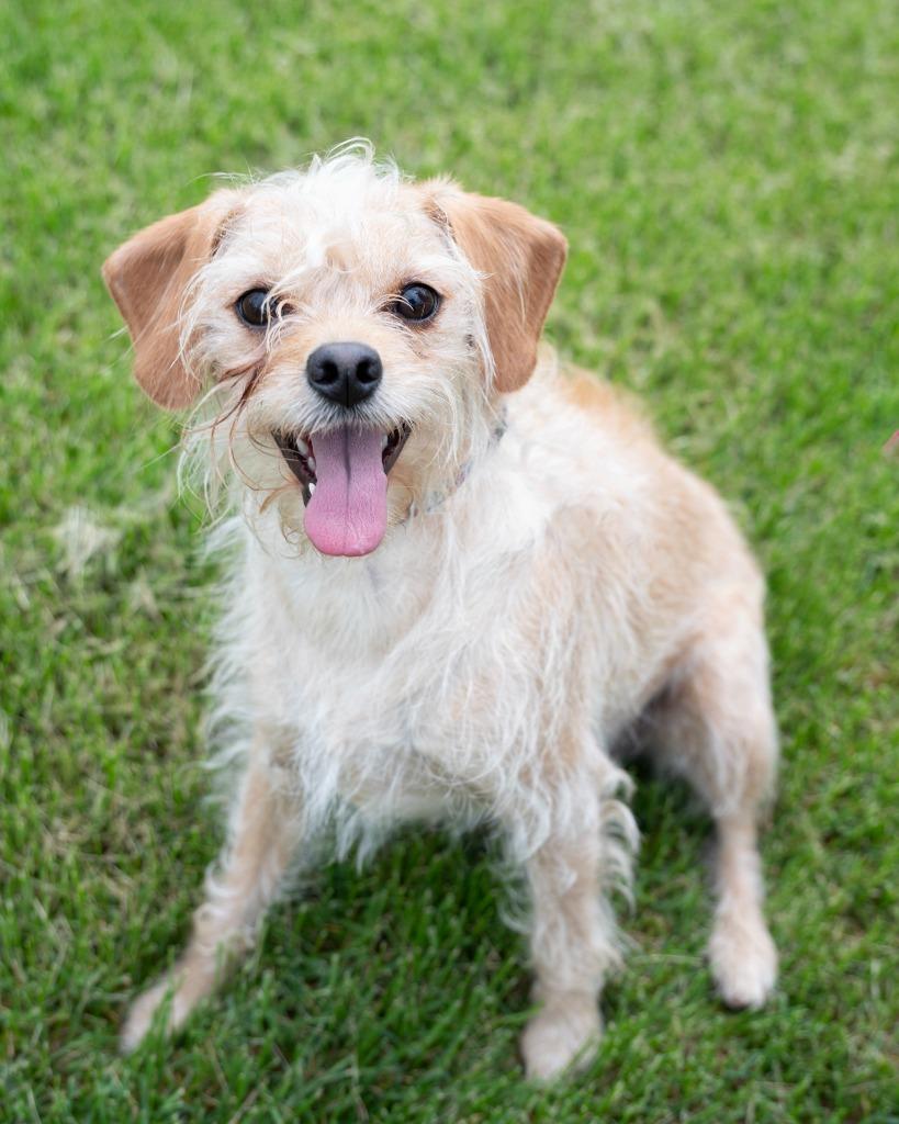 Goldie, Adopted, Young Female Chihuahua.