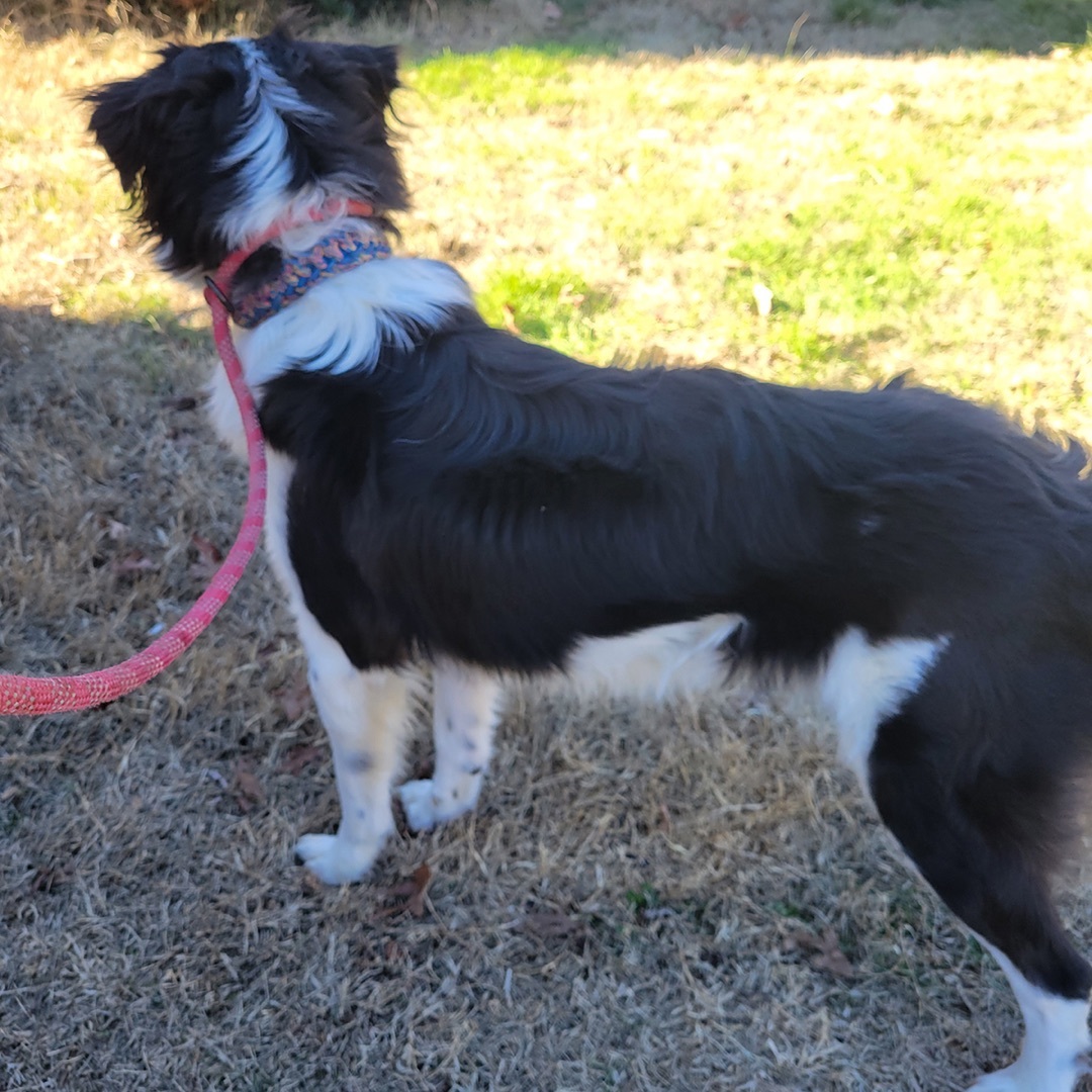 Ollie, Adopted, Young Male Border Collie.