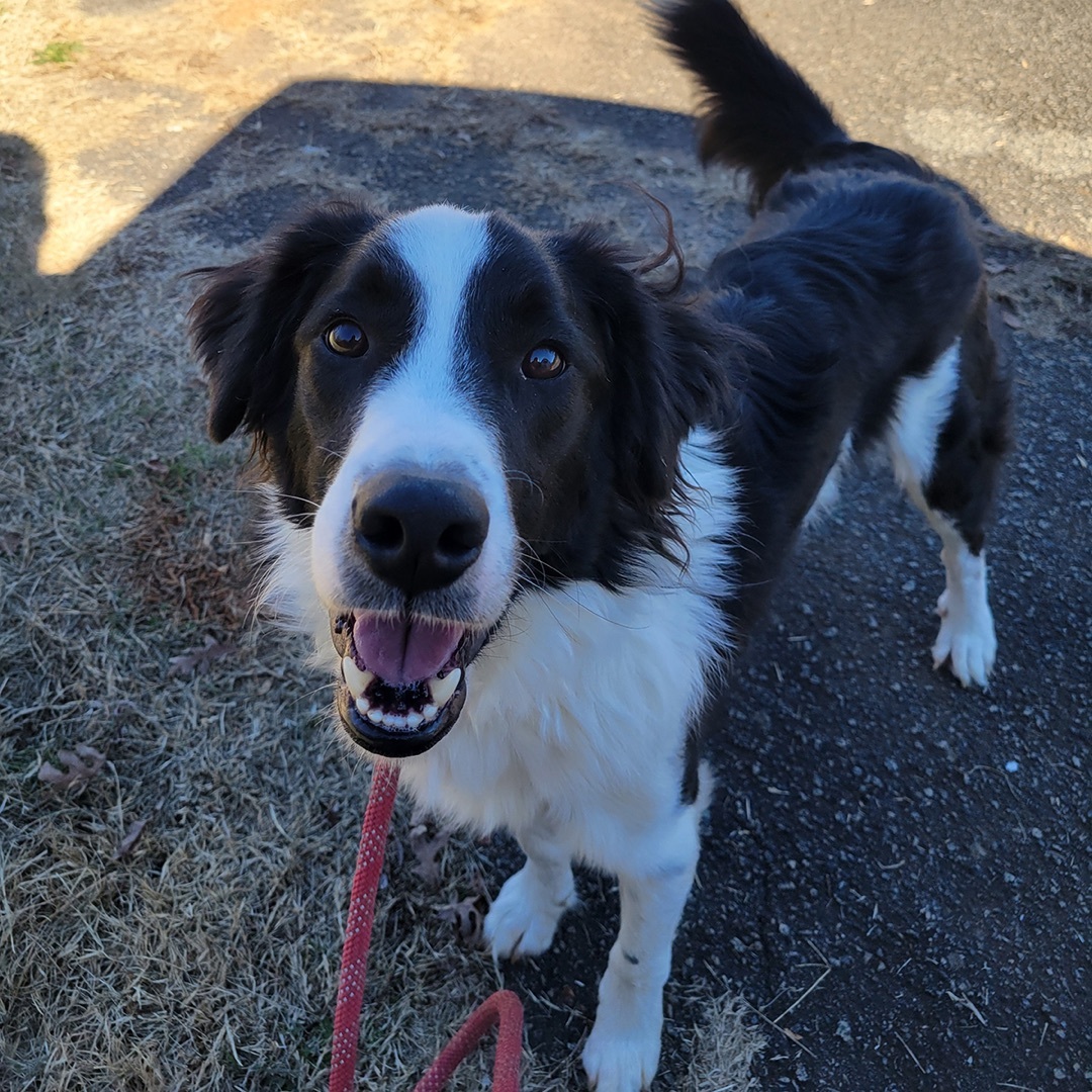 Enlarge Ollie, a Adopted Border Collie in Lincolnton, NC image 2/6