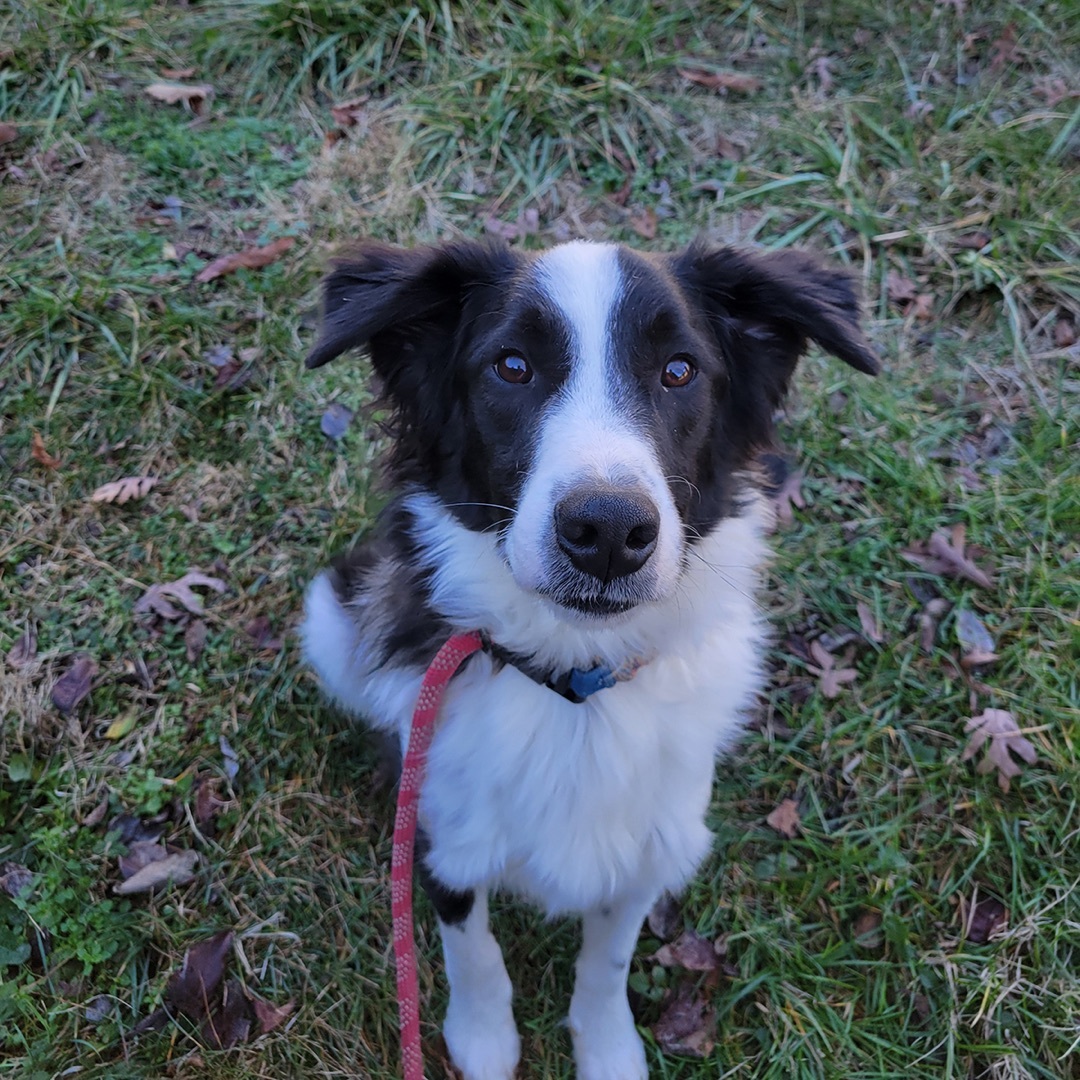 Enlarge Ollie, a Adopted Border Collie in Lincolnton, NC image 3/6