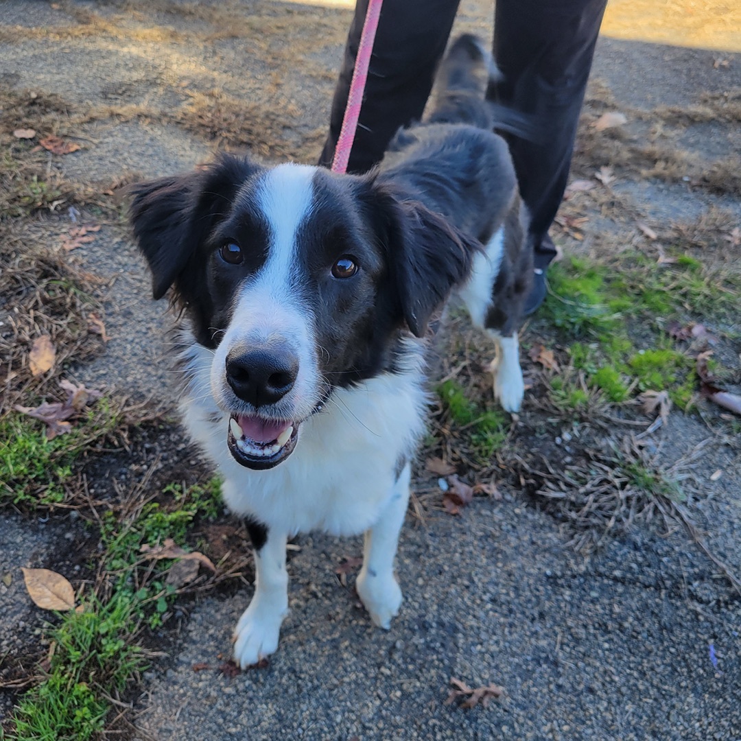 Enlarge Ollie, a Adopted Border Collie in Lincolnton, NC image 5/6