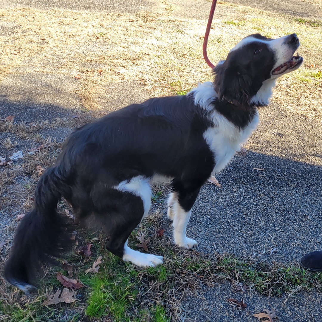 Ollie, Adopted, Young Male Border Collie.
