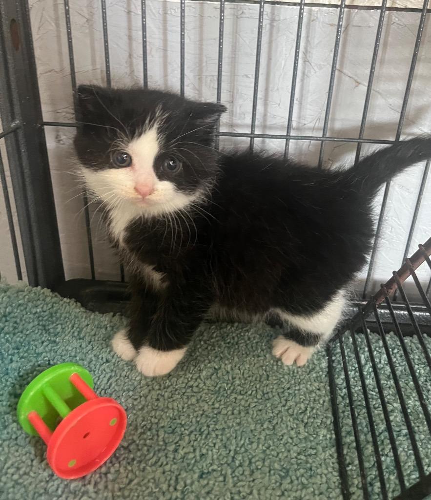 Gumdrop, Adoptable, Kitten Male Domestic Medium Hair.