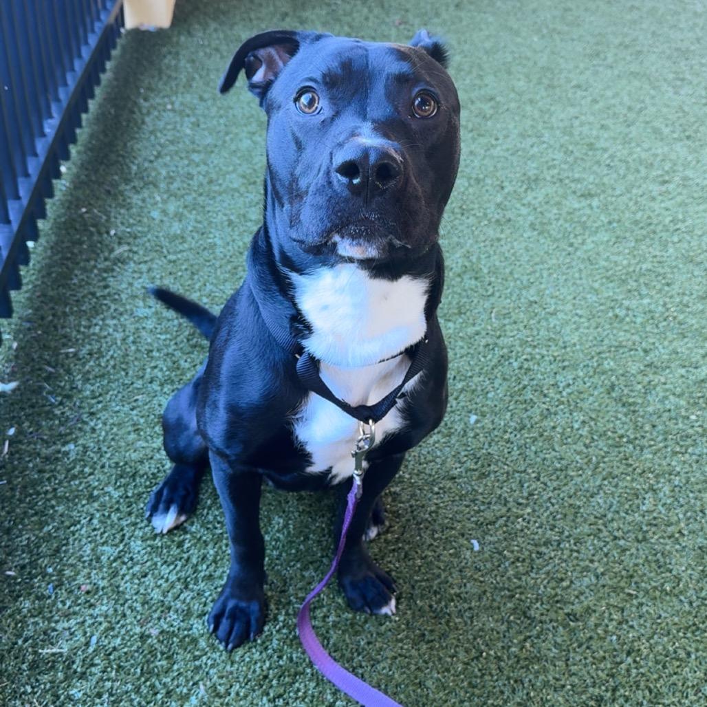 Enlarge Louie, a Adoptable mixed breed in West Palm Beach, FL image 1/6