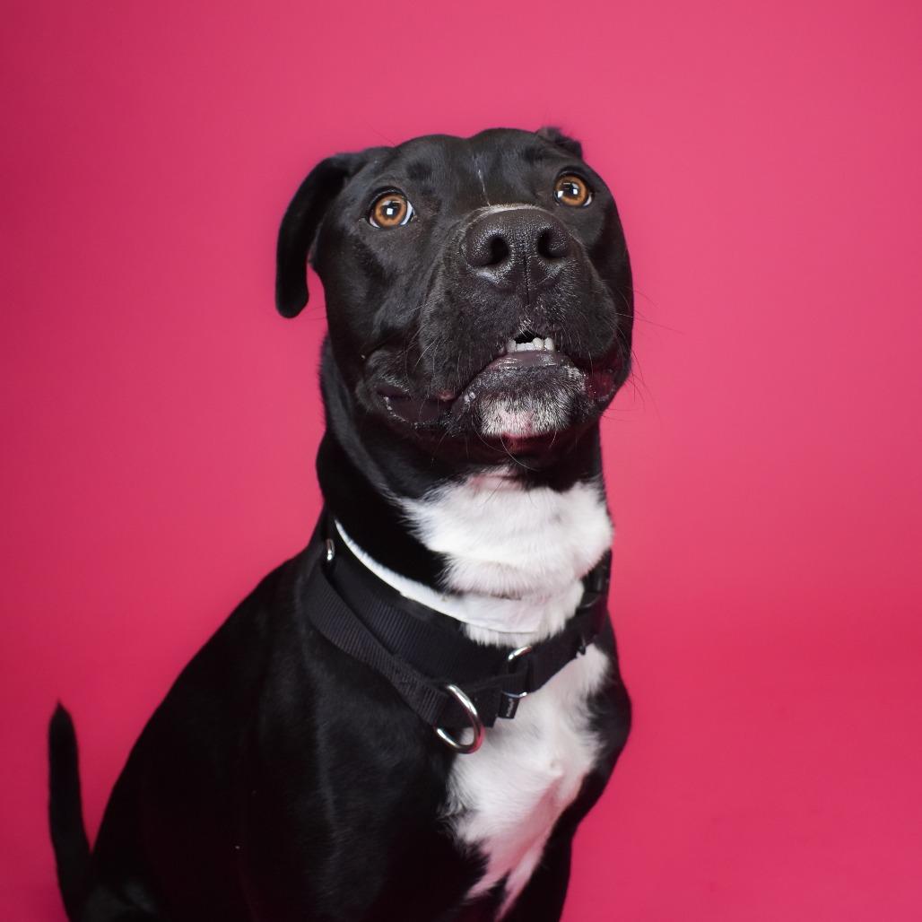 Enlarge Louie, a Adoptable mixed breed in West Palm Beach, FL image 2/6