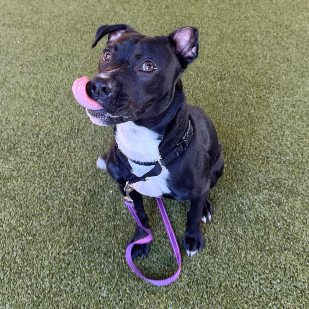 Enlarge Louie, a Adoptable mixed breed in West Palm Beach, FL image 3/6